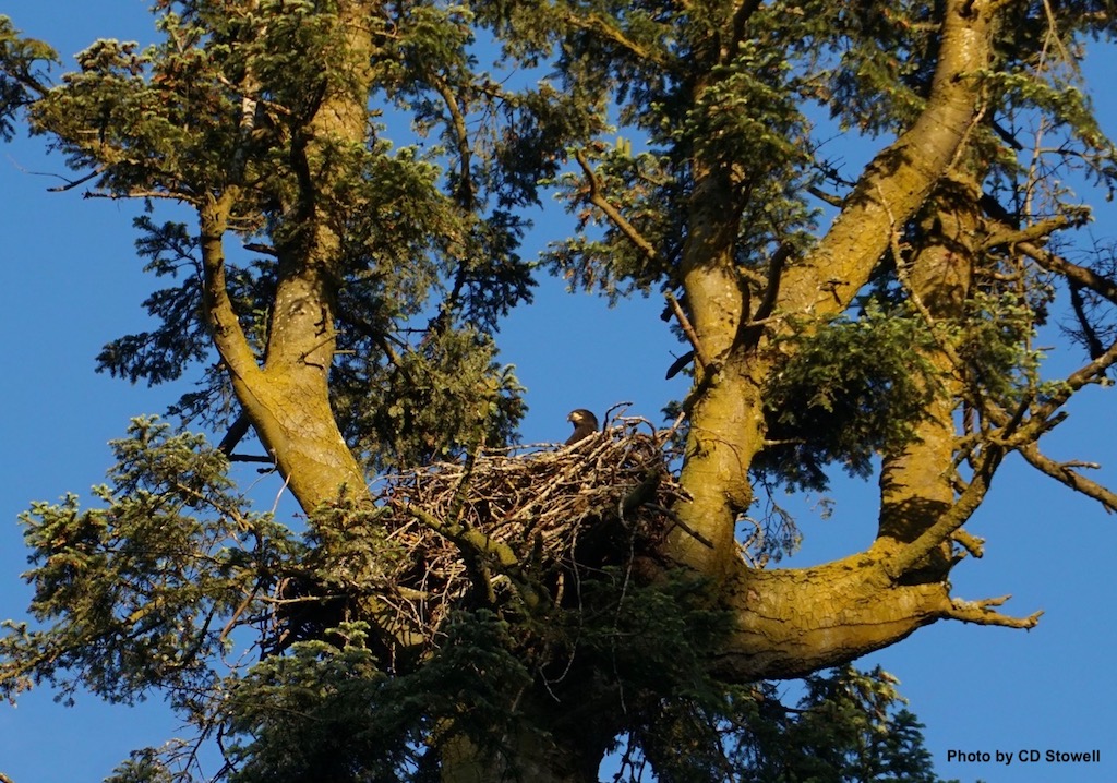 Eagle Nest in Tree